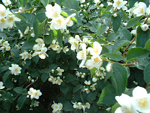 Under ett gammalt, ihåligt päronträd finns liljelunden, där dagliljor och irisar blommar ikapp.