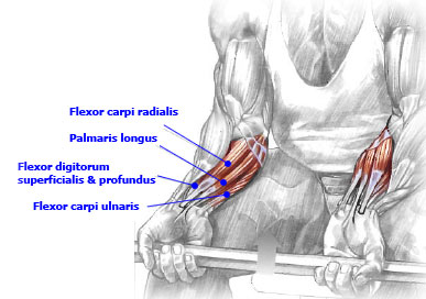 What are reverse wrist curls?