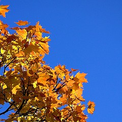 [autumn_leafs.jpg]