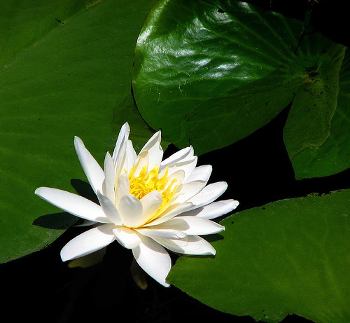 [white+lotus+by+Myruby.jpg]