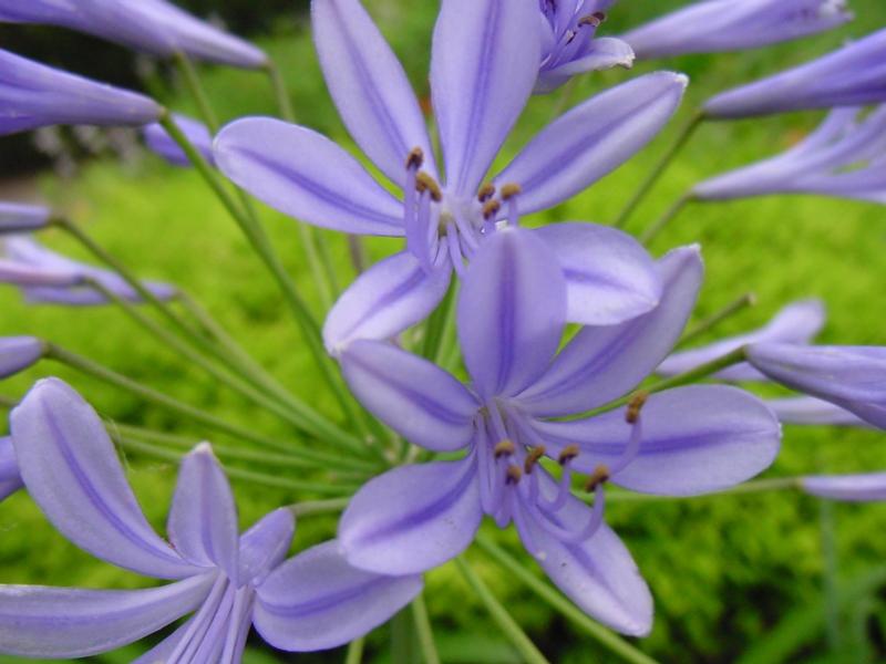 [purple+flower.jpg]