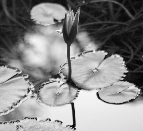 [lily+pads+in+monochrome+by+jmtimages+at+flickr.jpg]