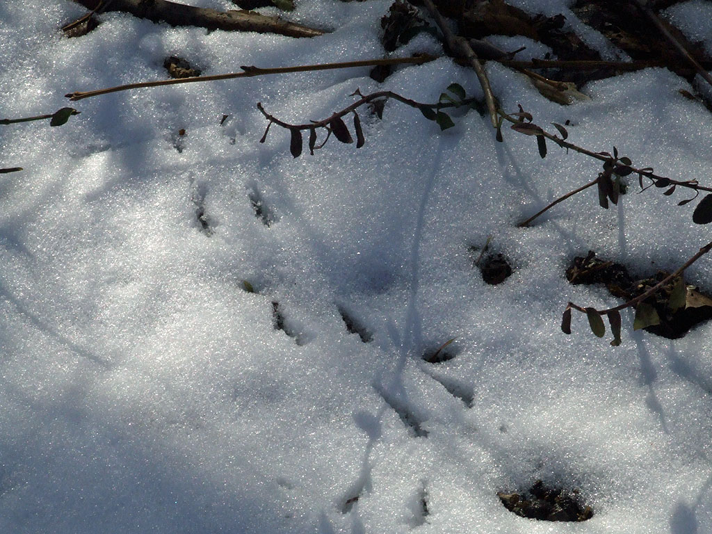 [Meramec+Highlands+Quarry,+in+Kirkwood,+Missouri+-+animal+tracks+in+the+snow.JPG]