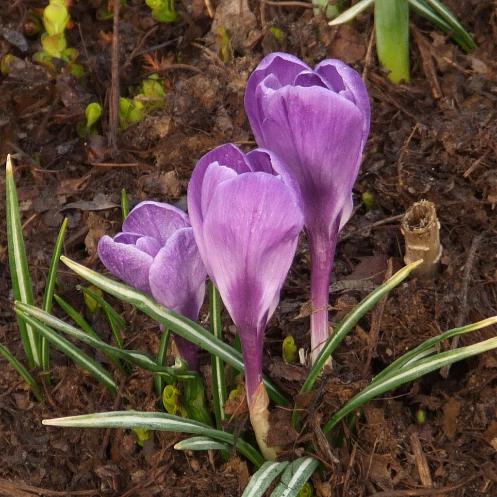 [Missouri+Botanical+(Shaw's)+Garden,+in+Saint+Louis,+Missouri+-+purple+flowers.jpg]