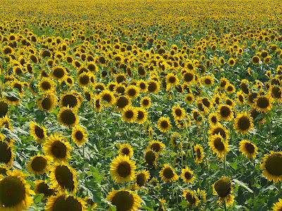Sunflowers, near Pacific, Missouri