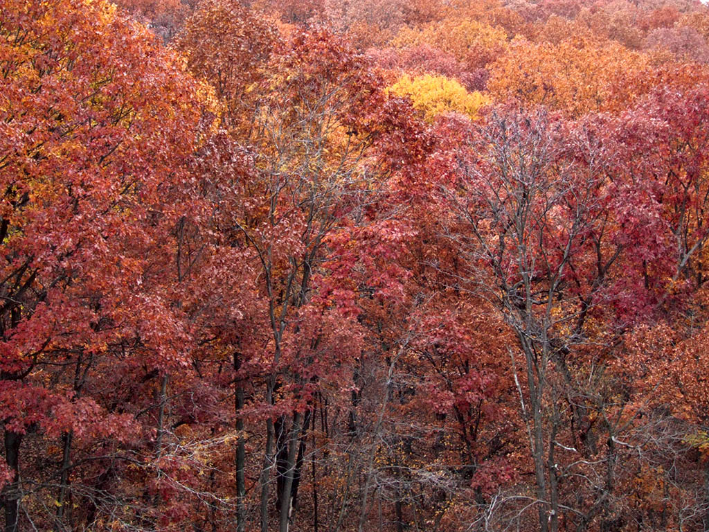 [Lone+Elk+County+Park,+in+Saint+Louis+County,+Missouri,+USA+-+fall+colors+3.jpg]