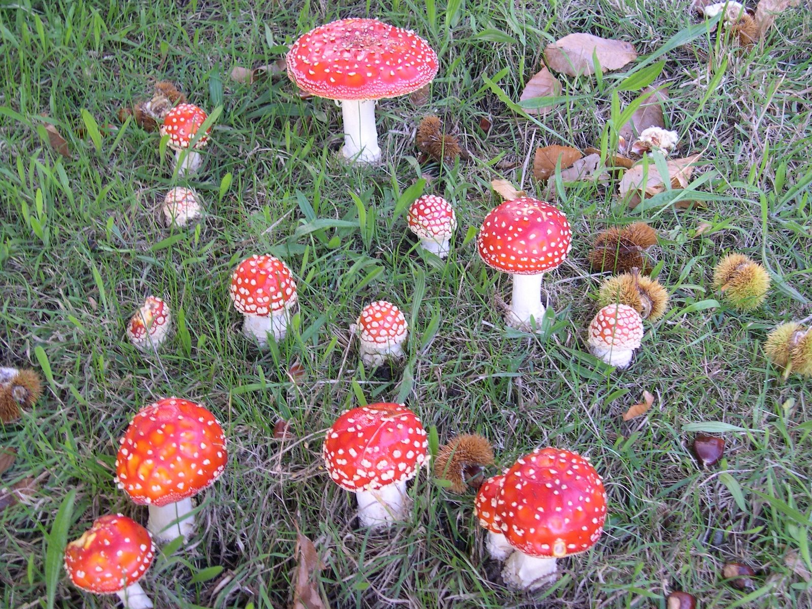 [autumn+fungus+010.JPG]