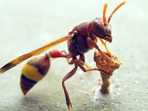 [wasp.PNG]