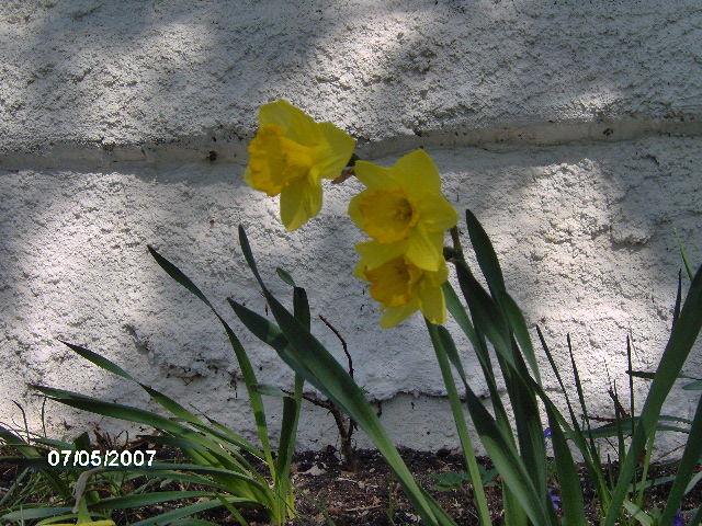 [daffodils.JPG]