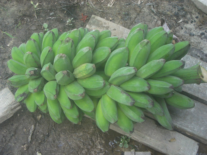 Harvested banana  ( Buah Sudah Di Petik )
