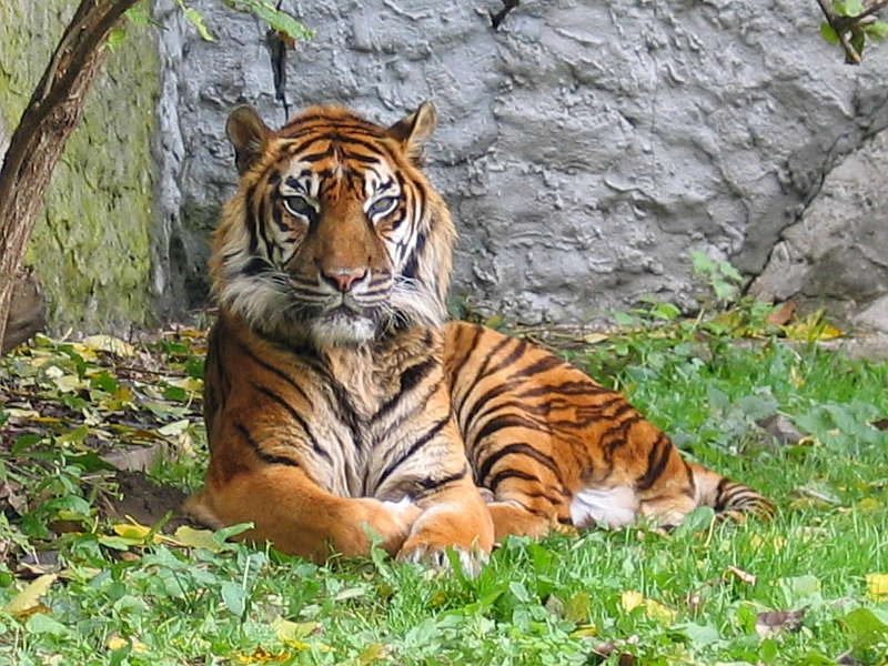 [Panthera_tigris_sumatran_subspecies.jpg]