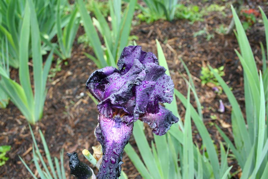 [Purple+Iris+Awakening_05-19-08.jpg]