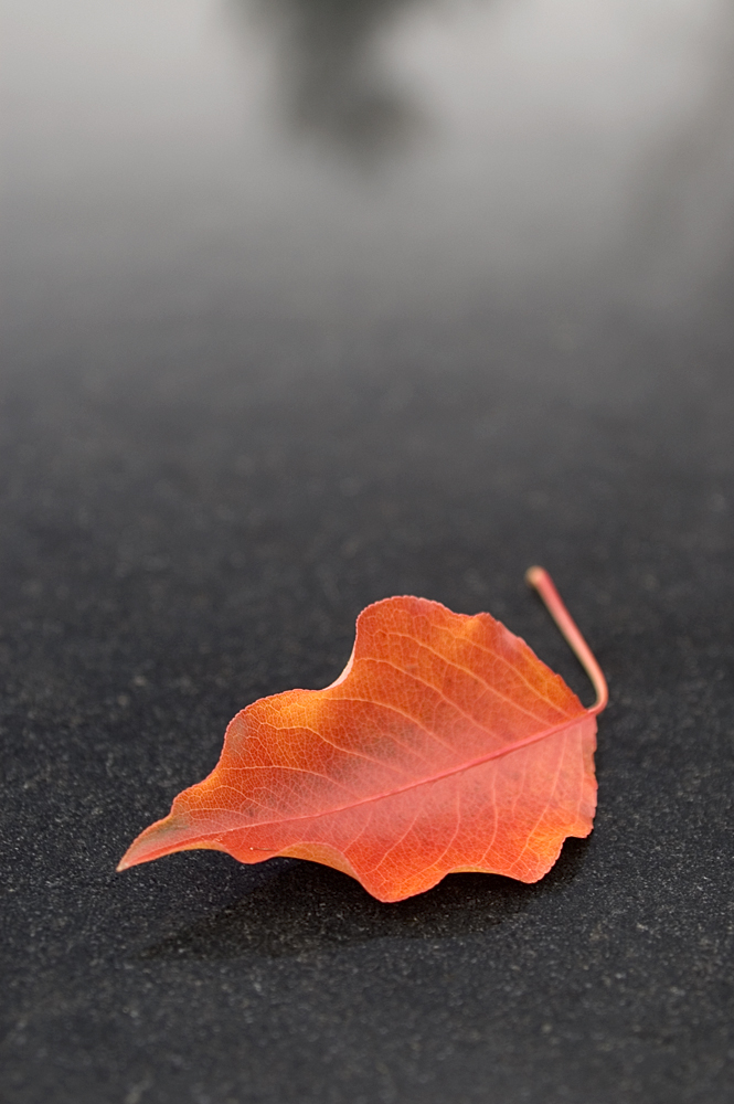 [fall-leaf-and-dark-granite.jpg]