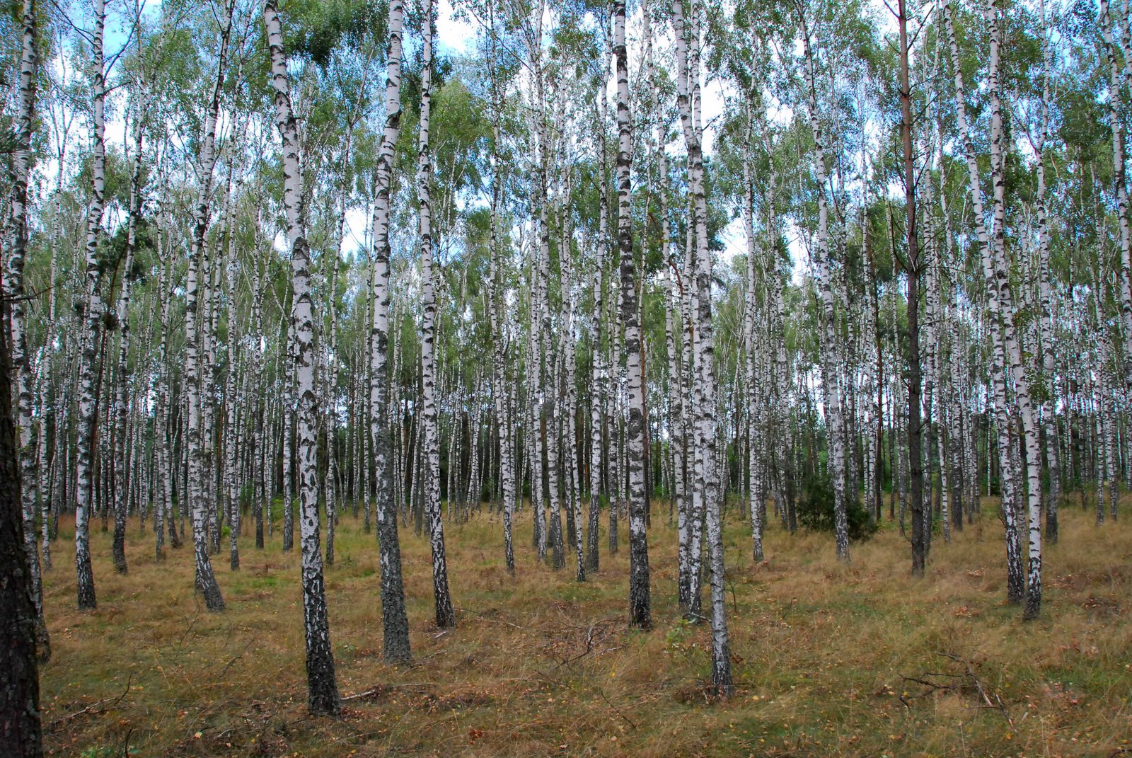 [Birches+near+Belarusian+border.jpg]