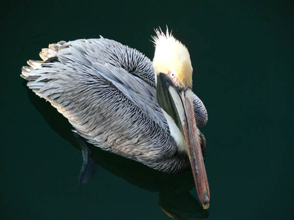 [brown+pelican.jpg]