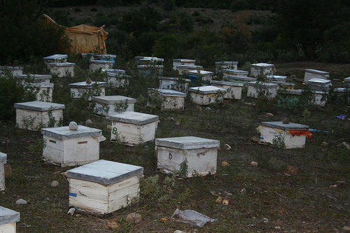 [Moroccan+hives.jpg]