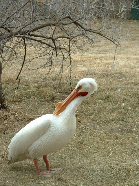 [pelican.jpg]