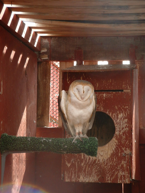 [Barn+Owl.jpg]