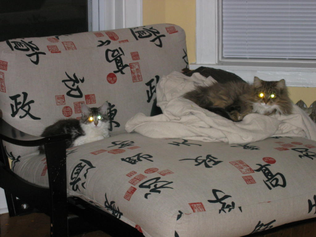 [possessed+kittays!.JPG]