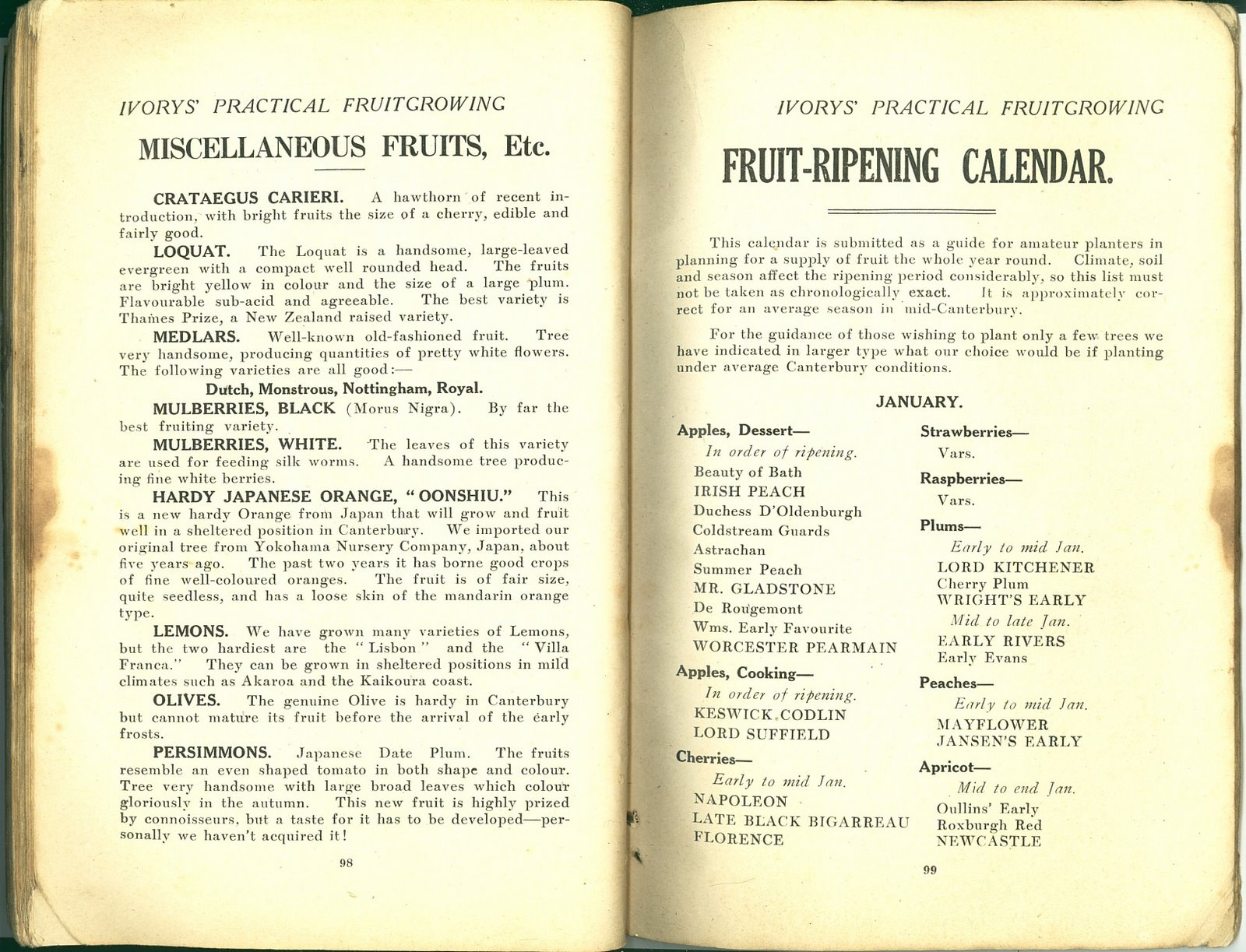 [1922xxxx+Brochure+Ivorys'+Practical+Fruit+Growing+Pg+098+099.jpg]