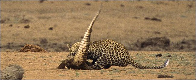 [leopard-vs-crocodile-04.jpg]