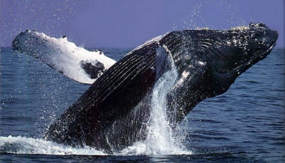 [humpback-whale-victoria[1].jpg]