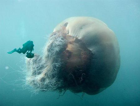 [diver_and_jellyfish[1].jpg]