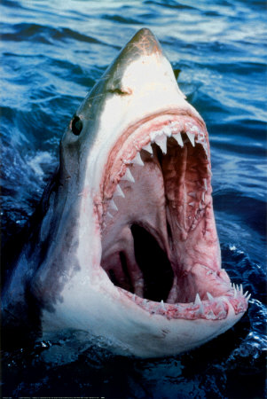 [78027~Great-White-Shark-Posters-713902.jpg]