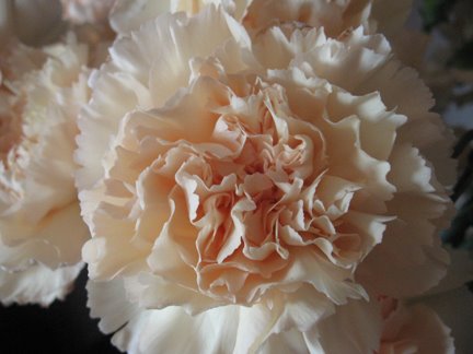 [carnation+close+up.jpg]