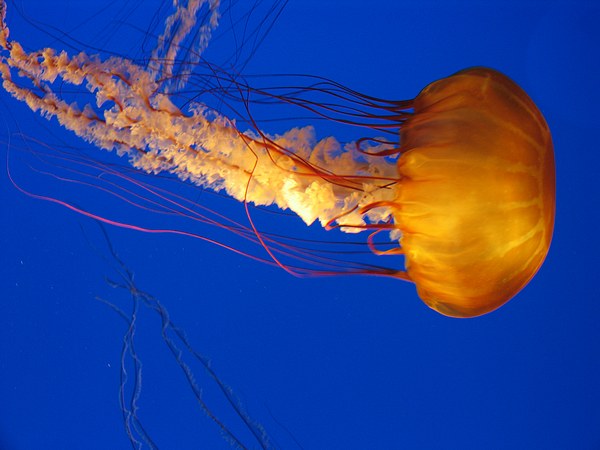 [medusas.anaranjado5.jpg]