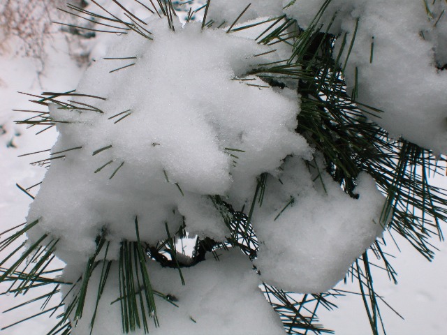 [Snow+and+Pine+Needles.jpg]