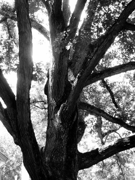 [tree+trunk+greyscale.jpg]