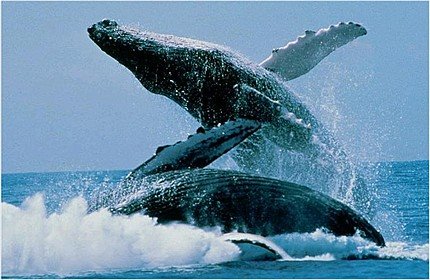 [duas-baleias-jubarte-a-saltar_24-06-08.jpg]