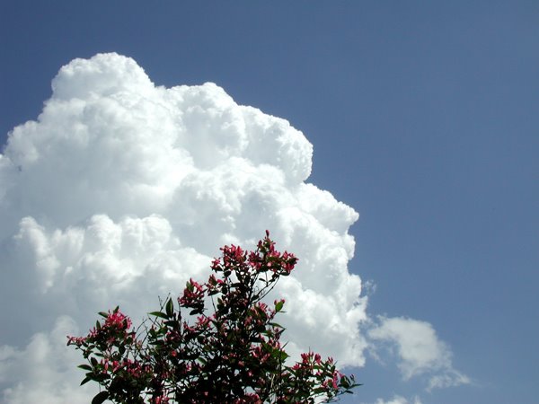 [Honeysuckle-Clouds-2005-w-2.jpg]