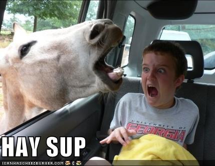 [funny-pictures-horse-in-car.jpg]