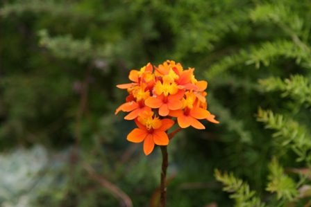 [orange+flower.JPG]