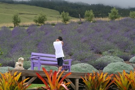 [ke+alii+lavender+farm+1.JPG]