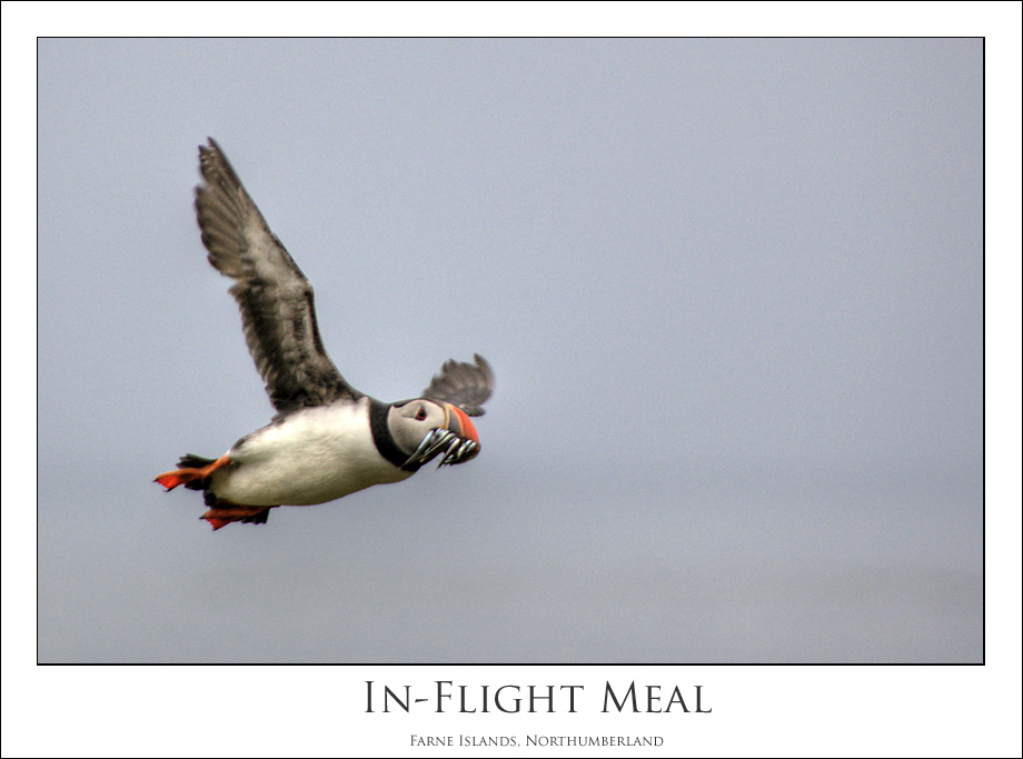 [In+Flight+Meal+P.jpg]