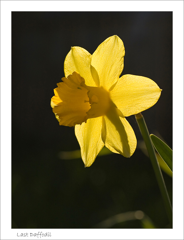 [April+3+~+Last+Daffodil+P.jpg]