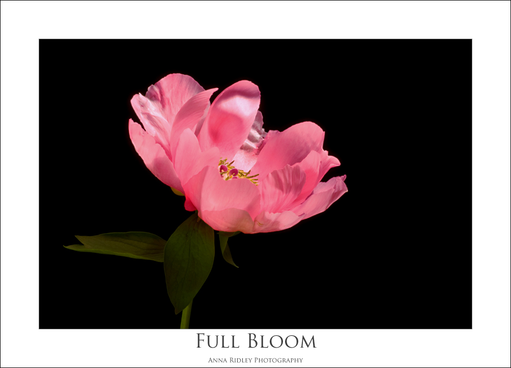 [May+14+~+Full+Bloom+P.jpg]