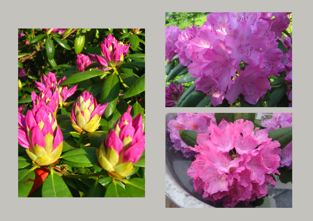 [Rhododendron1.jpg]
