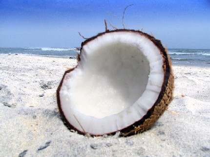 [Coconut.jpg]