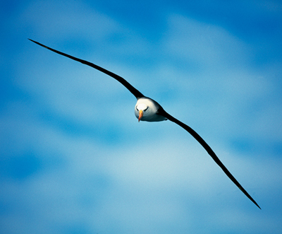 [albatrossbird1.jpg]
