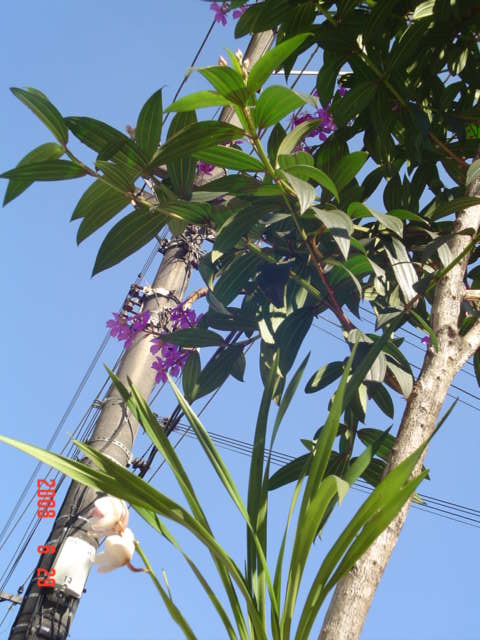 [Orquídea-árvore2.JPG]
