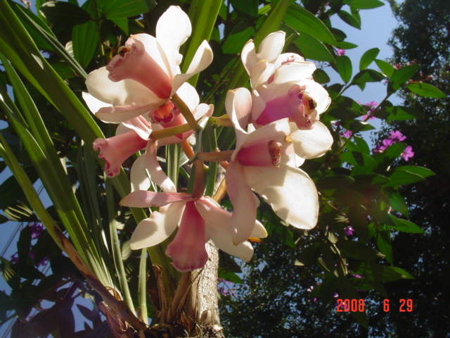 [Orquídea-árvore3.JPG]