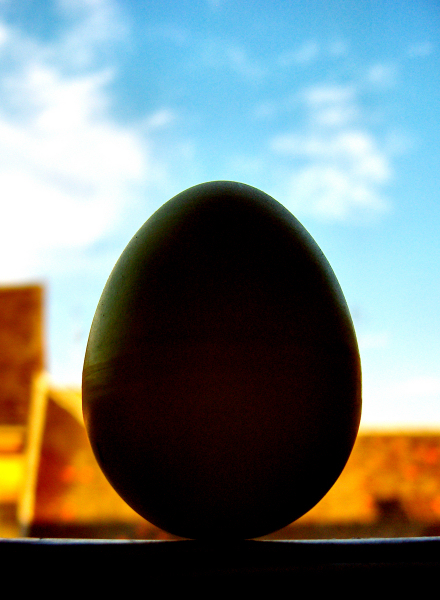 [Egg_in_the_window_by_fanaticus.jpg]
