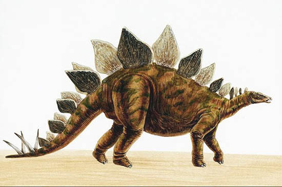 [stegosaurus.jpg]