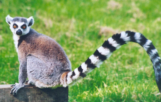 [Lemur.jpg]