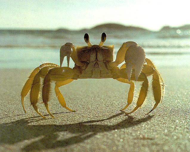[Yellow-Fiddler-Crab-On-Sand-Beach-Closeup.Jpg]