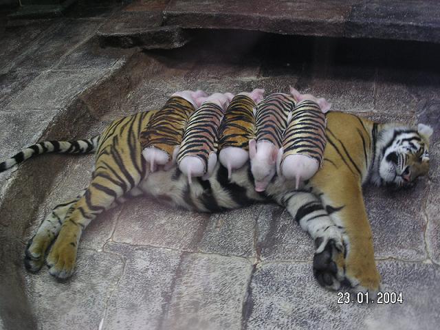 [tiger+and+piglets.jpg]